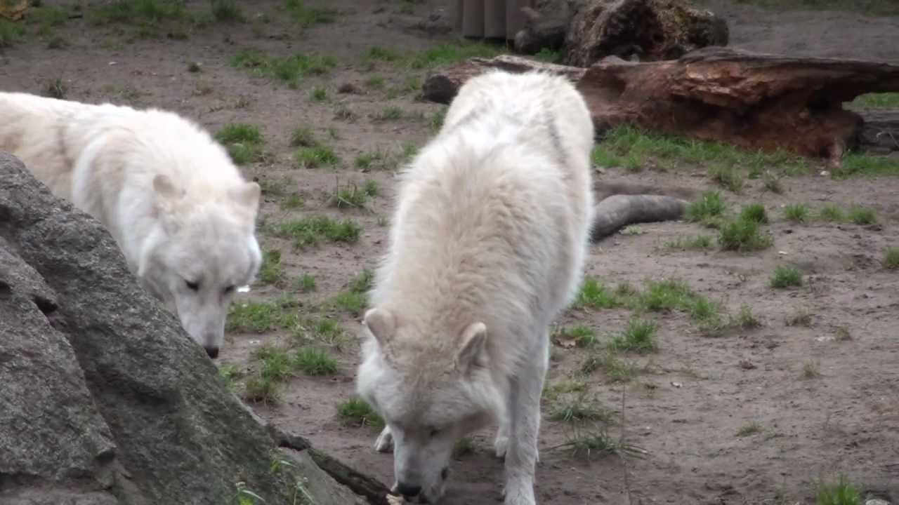 The beautiful white wolves- Berlin Zoo- 20 october 2011