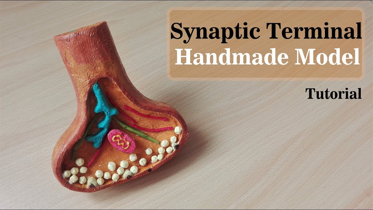Make Synaptic Knob model | 3d styrofoam carving | Holiday Homework