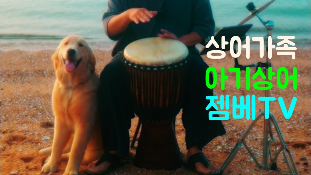 (동요젬베) #상어가족 #아기상어 #젬베연주 #실미도 #바다야