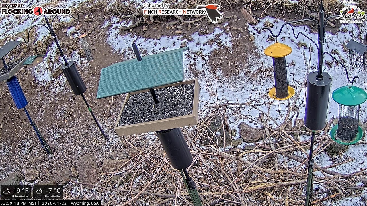 2026-01-22 - Flocking Around - Casper, WY - Live Stream Bird Feeder Cam