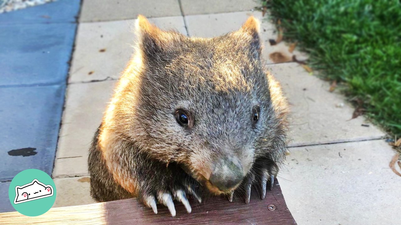 Spunky Wombat Wrestles Teddy Bear And Does Zoomies In Woman's Backyard | Cuddle Buddies