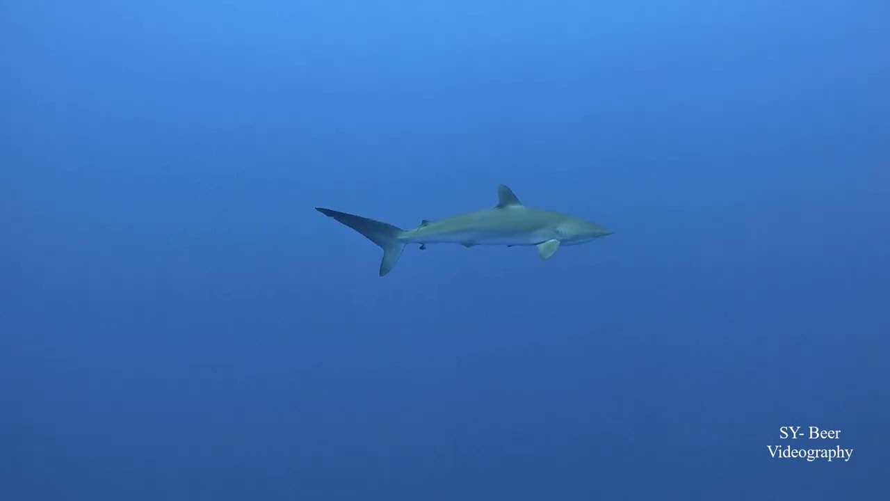 The last part of beautiful dives in Farasan Banks Saudi Arabia