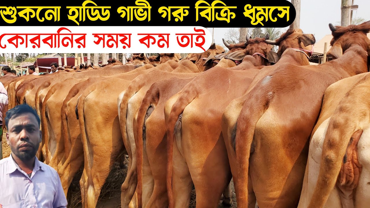০৭/০৩/২৬@ মিনিটে মিনিটে বিক্রি হচ্ছে শুকনো হাড্ডি গাভী গরু কোরবানির সময় কম তাই চান্দিনা হাট। 