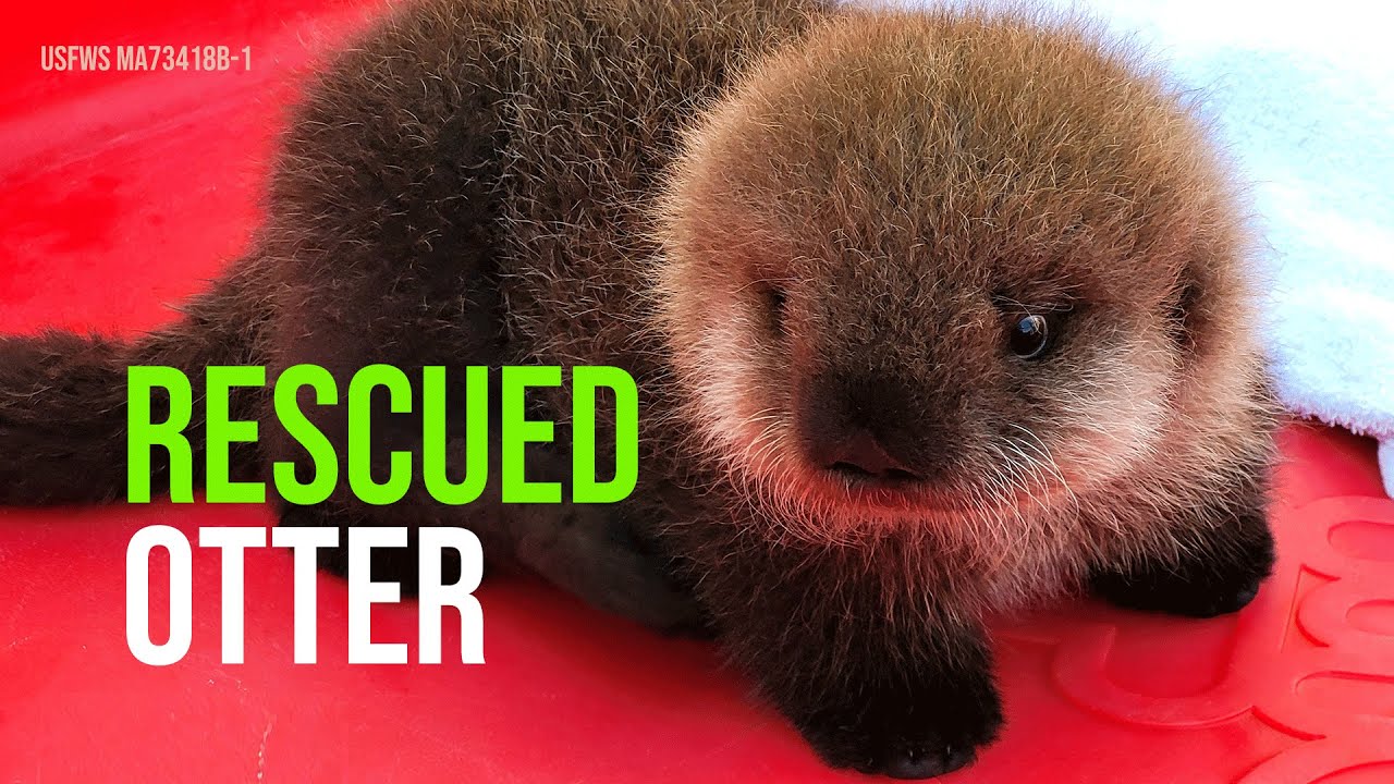 Poppy The Otter Pup Has Come a Long Way