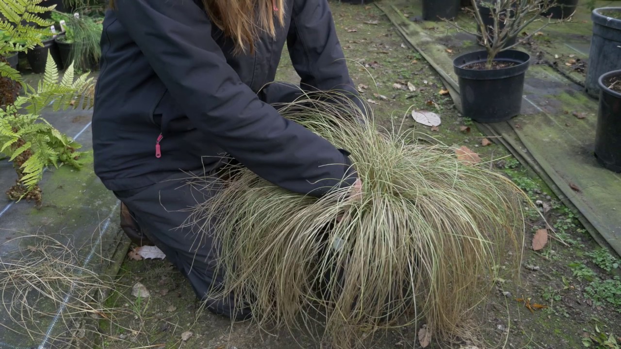Tidying up perennial grasses - Burncoose Nurseries