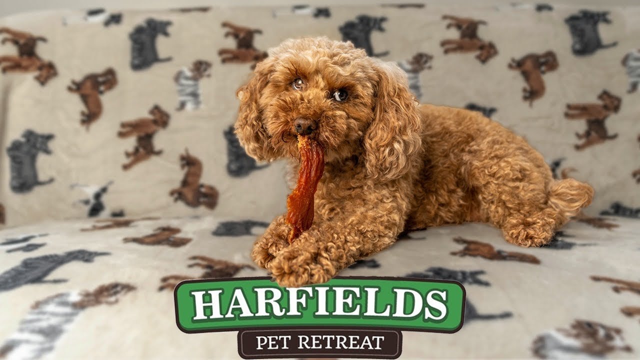 Harfields Pet Retreat | Luxury Dog Boarding Kennels