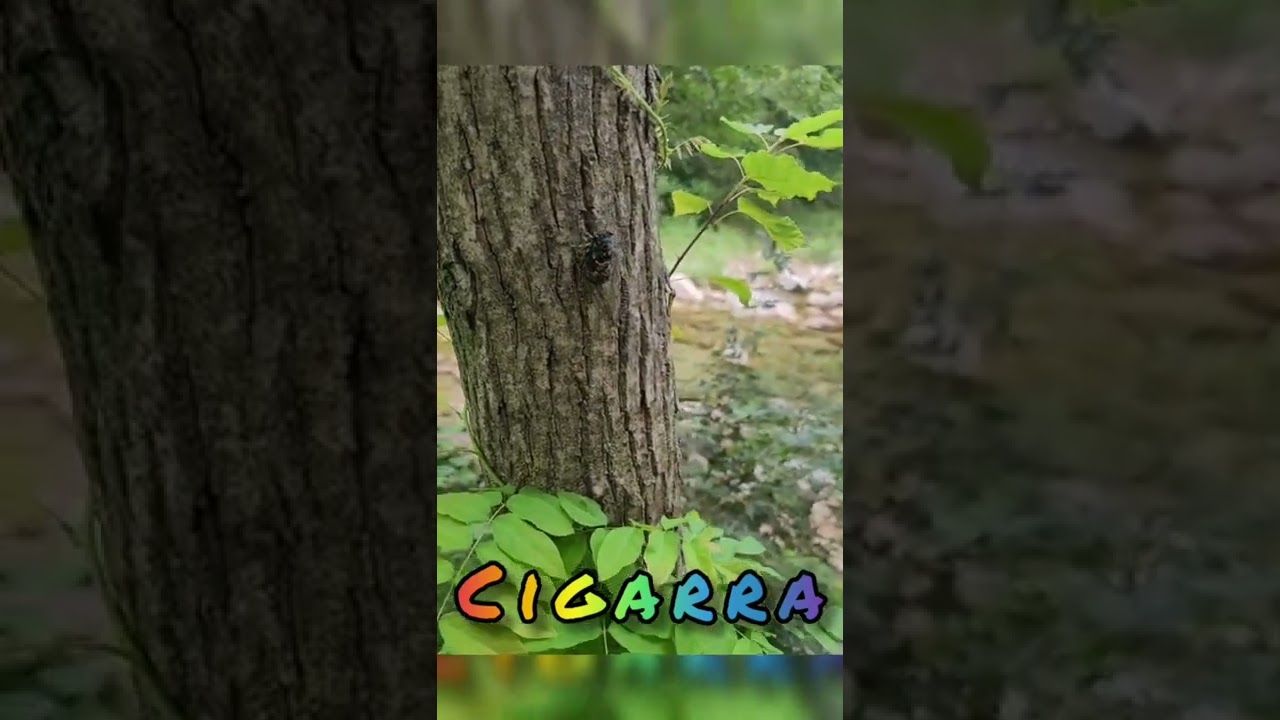 insetos Incr&iacute;veis - inseto gigante - bichos estranhos (4)