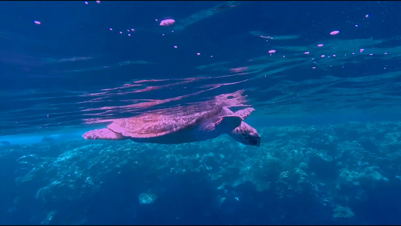 Sharm: Ras Gamila, RAs moamhed,Tiran
