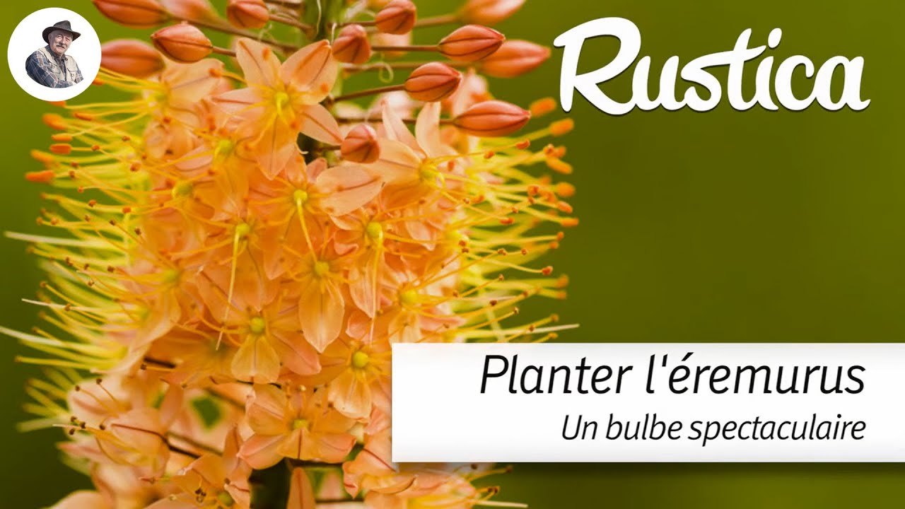 Planter des &eacute;r&eacute;murus