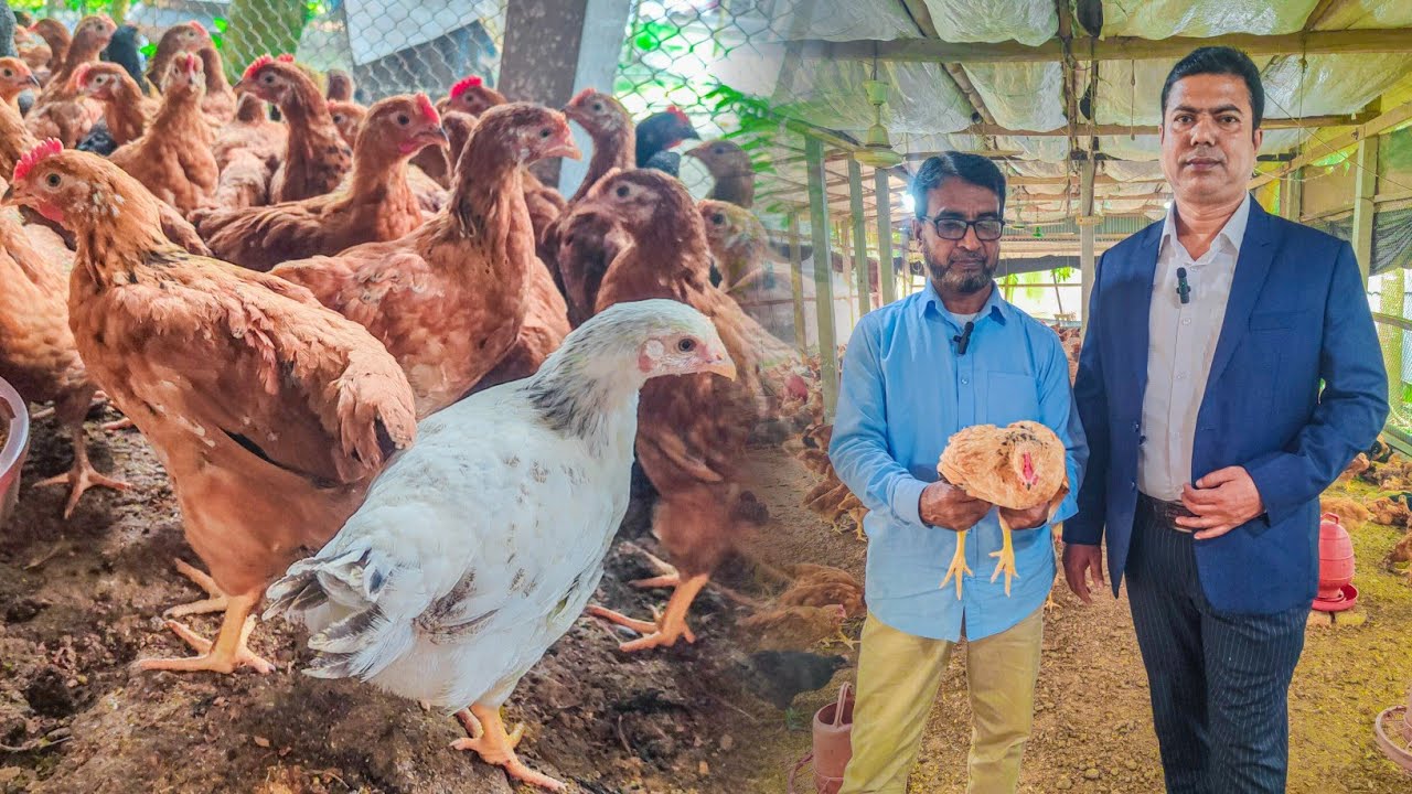 প্রথমবার কালার বার্ড পেলে কিরকম লাভবান হলেন আলতাফ ভাই | Jamal Hossain Vlogs