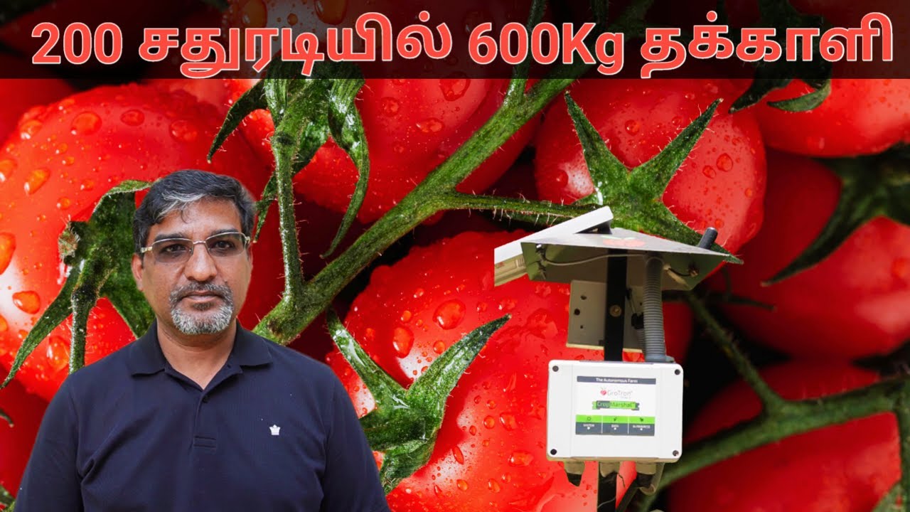 தக்காளி செடி வளர்ப்பது எப்படி | துல்லிய விவசாயம் | Automatic Drip Irrigation | Farmagain | Grotron