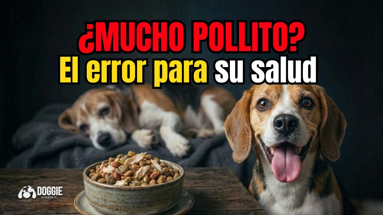 Deja de darle POLLO a tu perro DIARIO: El error que destruye su piel