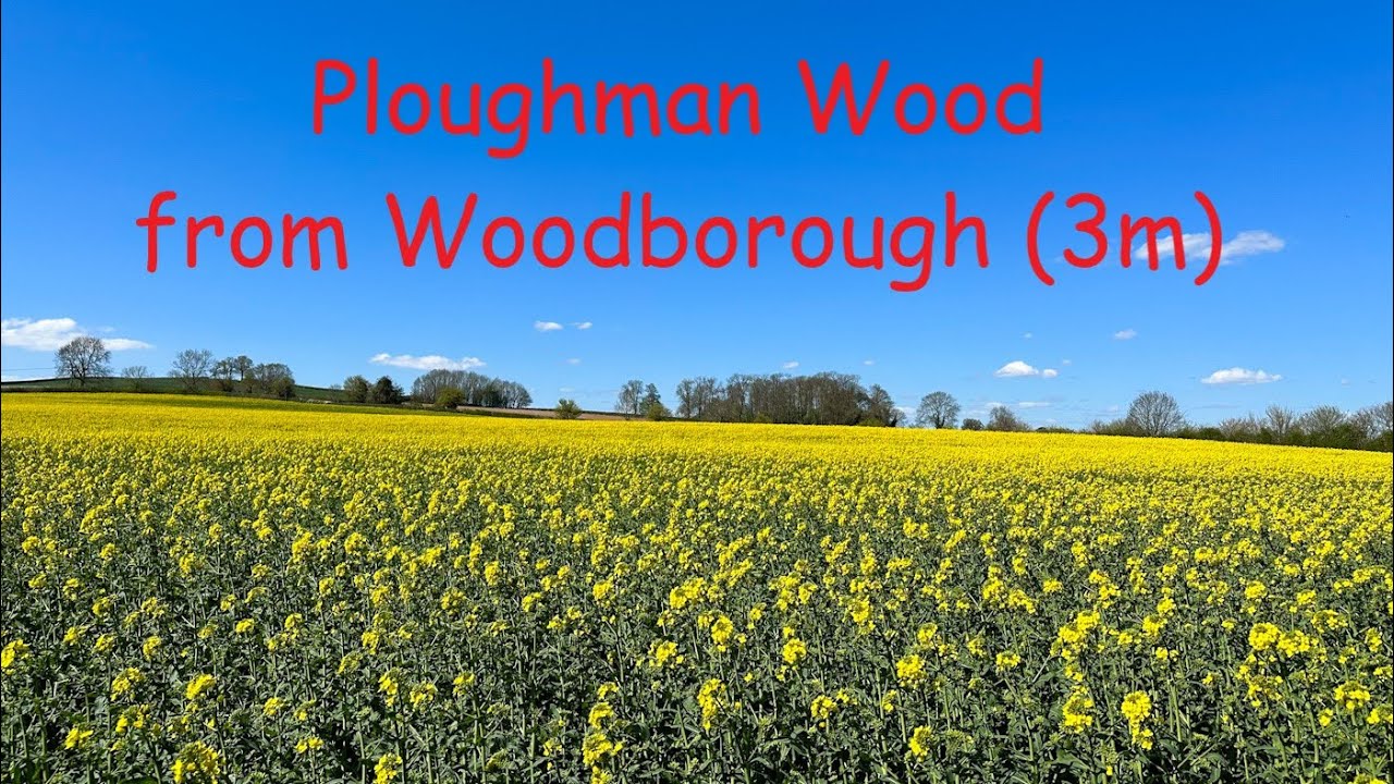 A colourful walk from Woodborough to the ancient (13th c.) Ploughman Wood