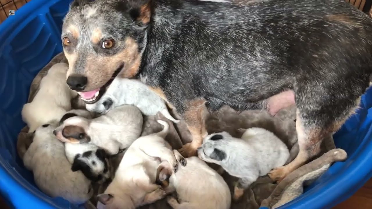 19 Days Old 11 Adorable Australian Cattle Dog Miniature Puppies 2 Weeks 3/13/2022
