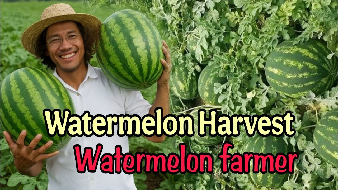 Watermelon Harvest - Watermelon farmer 