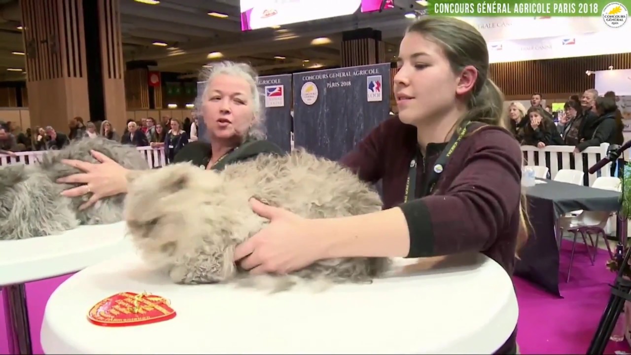 Concours Général Agricole félin 2018 Scottish et Selkirk