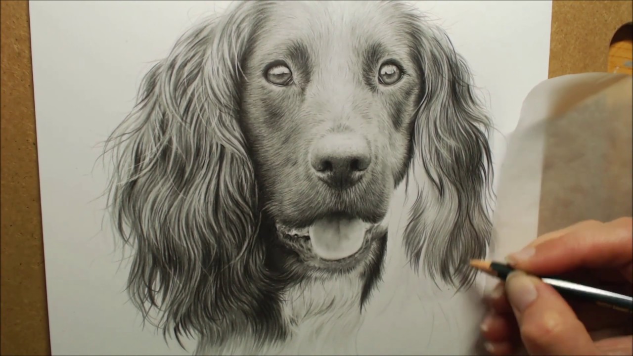 Cocker Spaniel Graphite Drawing - Cocker Spaniel Dog Drawing Pet Portrait