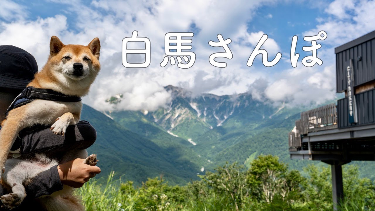 【犬連れ旅行】夏の白馬旅 犬と楽しめるカフェや観光スポットをおさんぽ（長野）