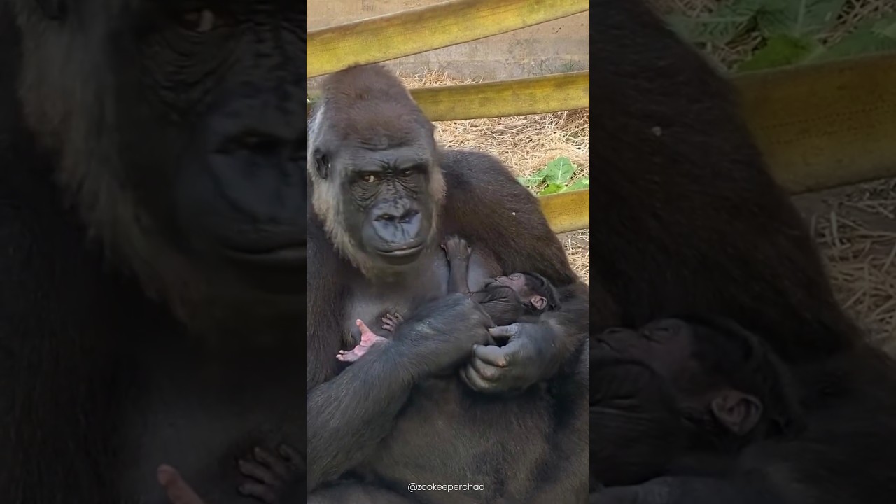 Gorilla Mom & Baby = Pure Love!