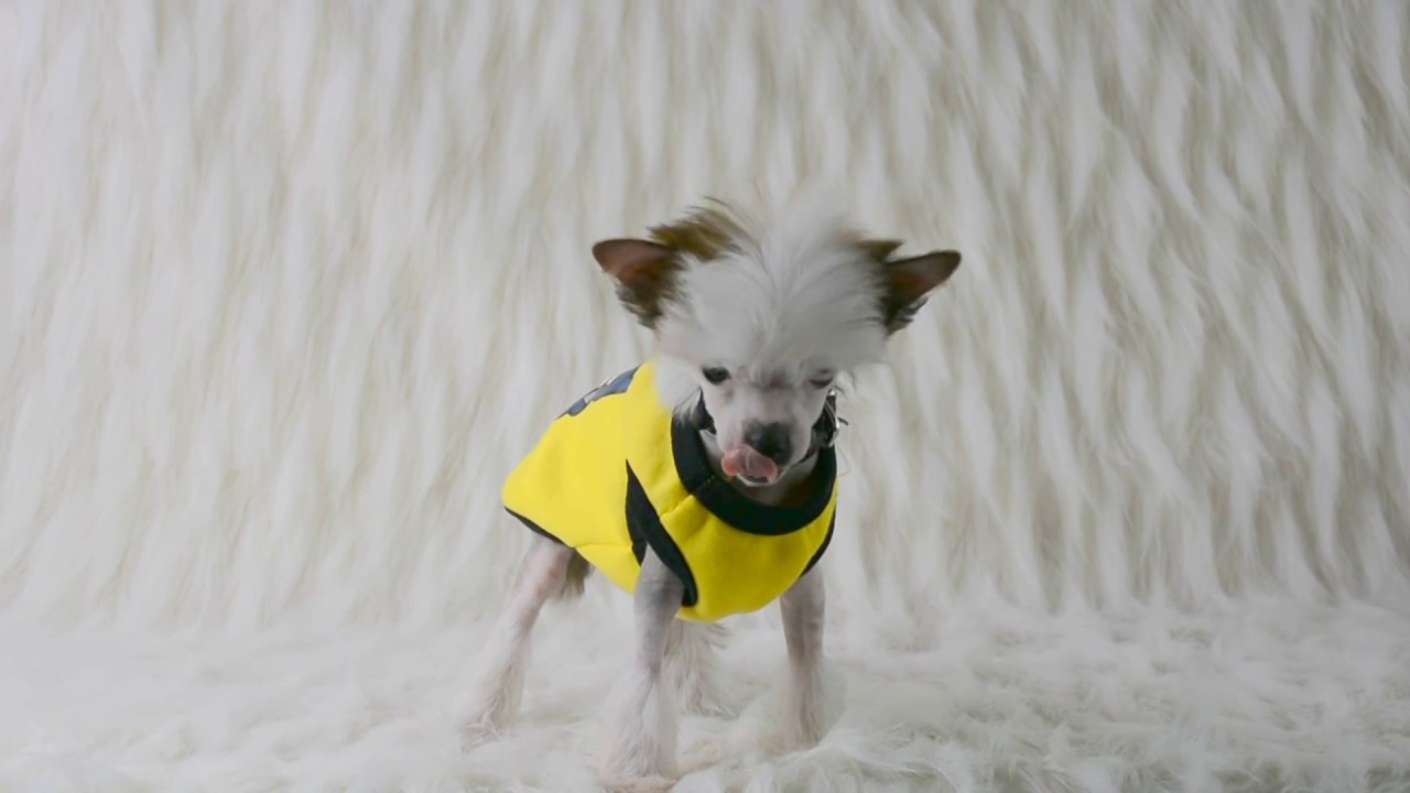 DOG AND DIVA puppy pet modeling dog clothes and collar for the first time