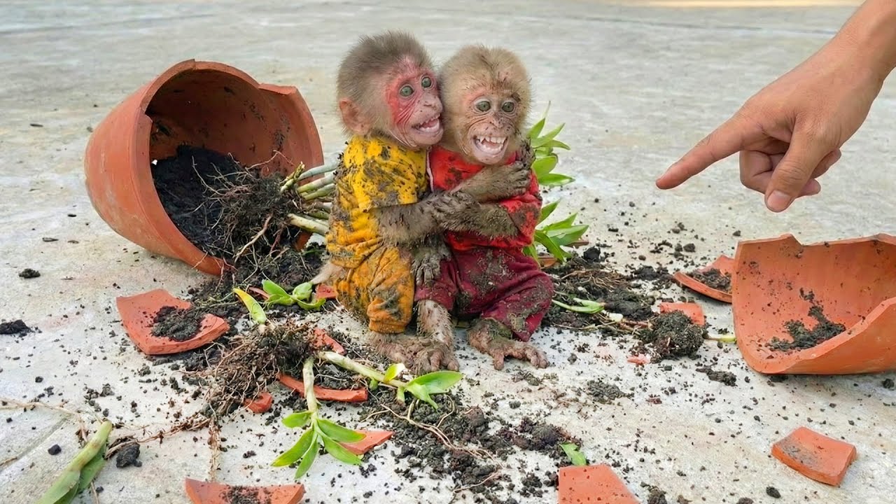 Monkey Bon & Moon Cause Big Trouble with the Plant Pot – A Costly Lesson 🌱🐒
