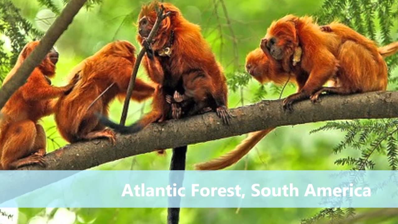 10 Most Endangered Forests in the World