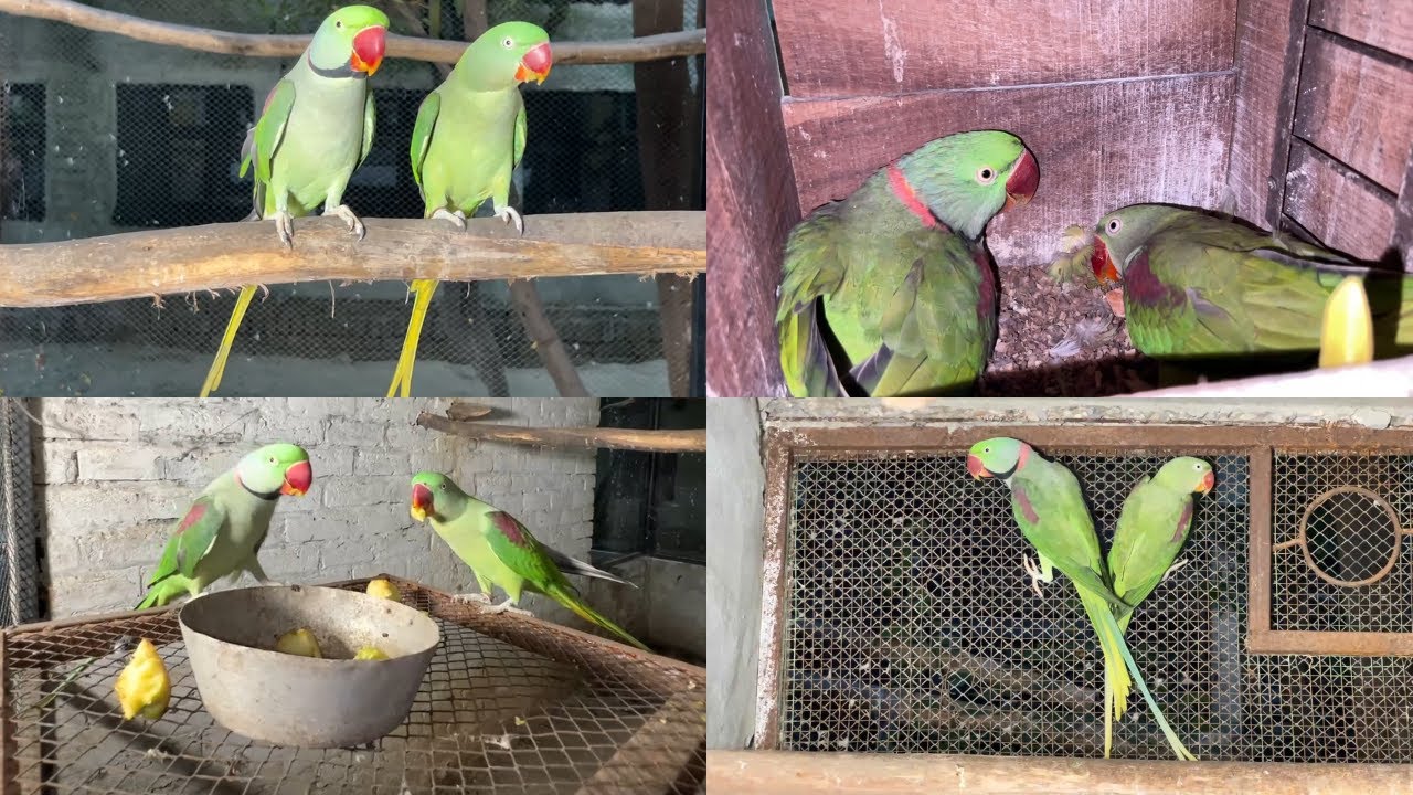 Raw Parrots Breeding Setup Visit | Raw Parrots Business Idea | M Birds