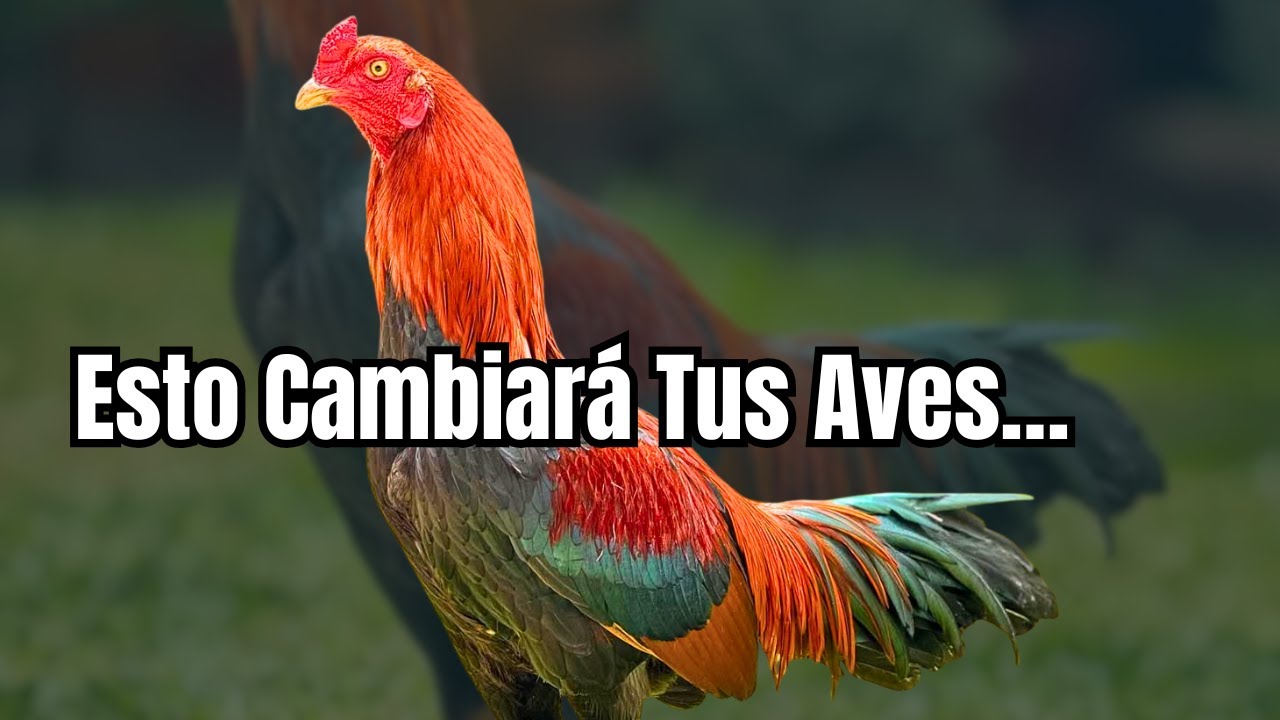 Lo que Muy Pocos Saben sobre la Herencia y el Potencial de las Aves