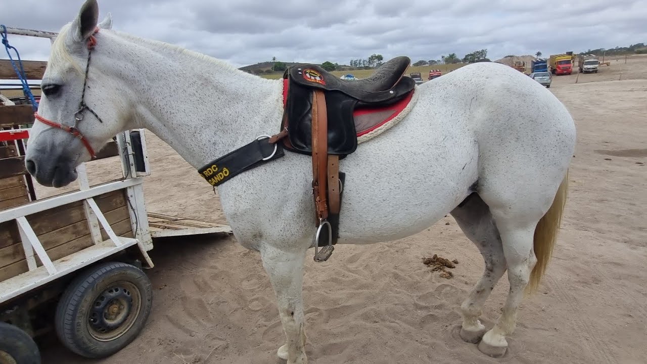 Feira de bode ovelhas cavalos em lajedo-Pe 38-01-2026 +ração 