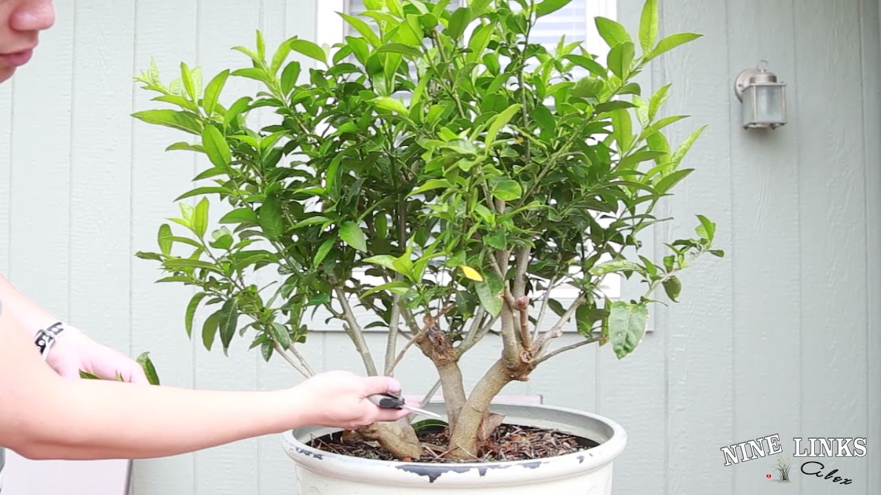 Night Blooming Jasmine Pruning update 6-1-2021