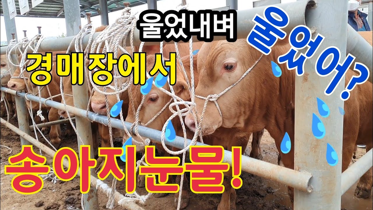 송아지3마리 경매장에나갔어요.한마리에489만원낙찰됬어요