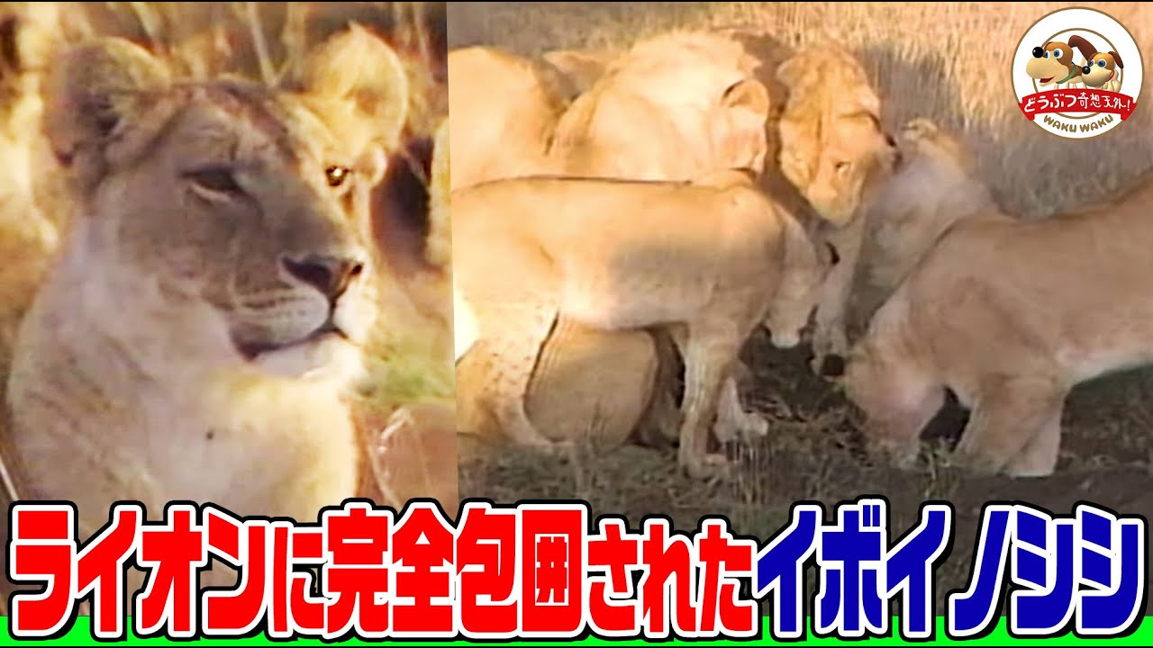 【容赦ない狩り】ライオンの群れがイボイノシシの巣を取り囲み猛攻撃！ガゼルを狩る頭脳プレーも！実は泥臭いライオンのハンティングを追いました【どうぶつ奇想天外／WAKUWAKU】