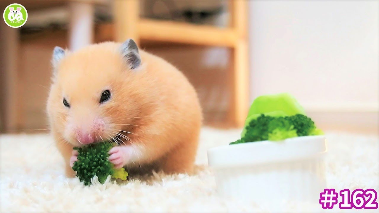 両手で大事にブロッコリー食べる姿が癒しハムスター！