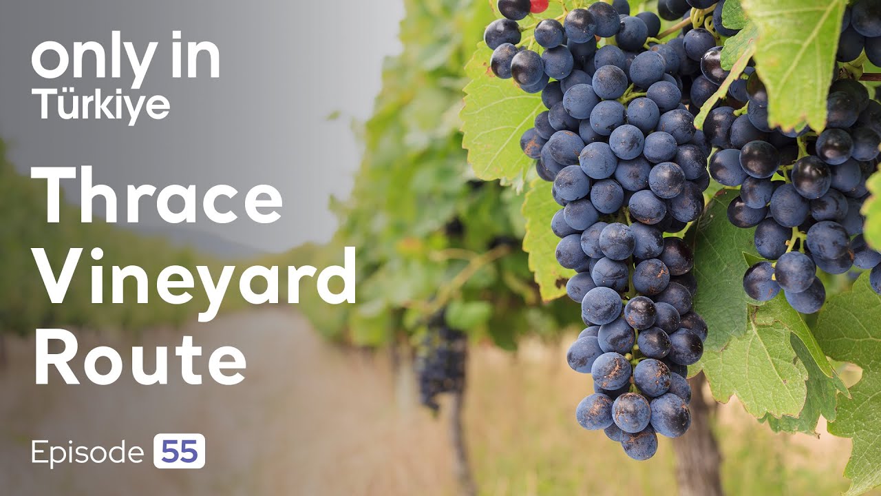 Journey Through the Thrace Vineyard Route and Its Wine Heritage