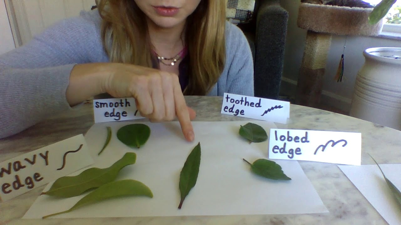 Sorting Leaves Into 4 Categories