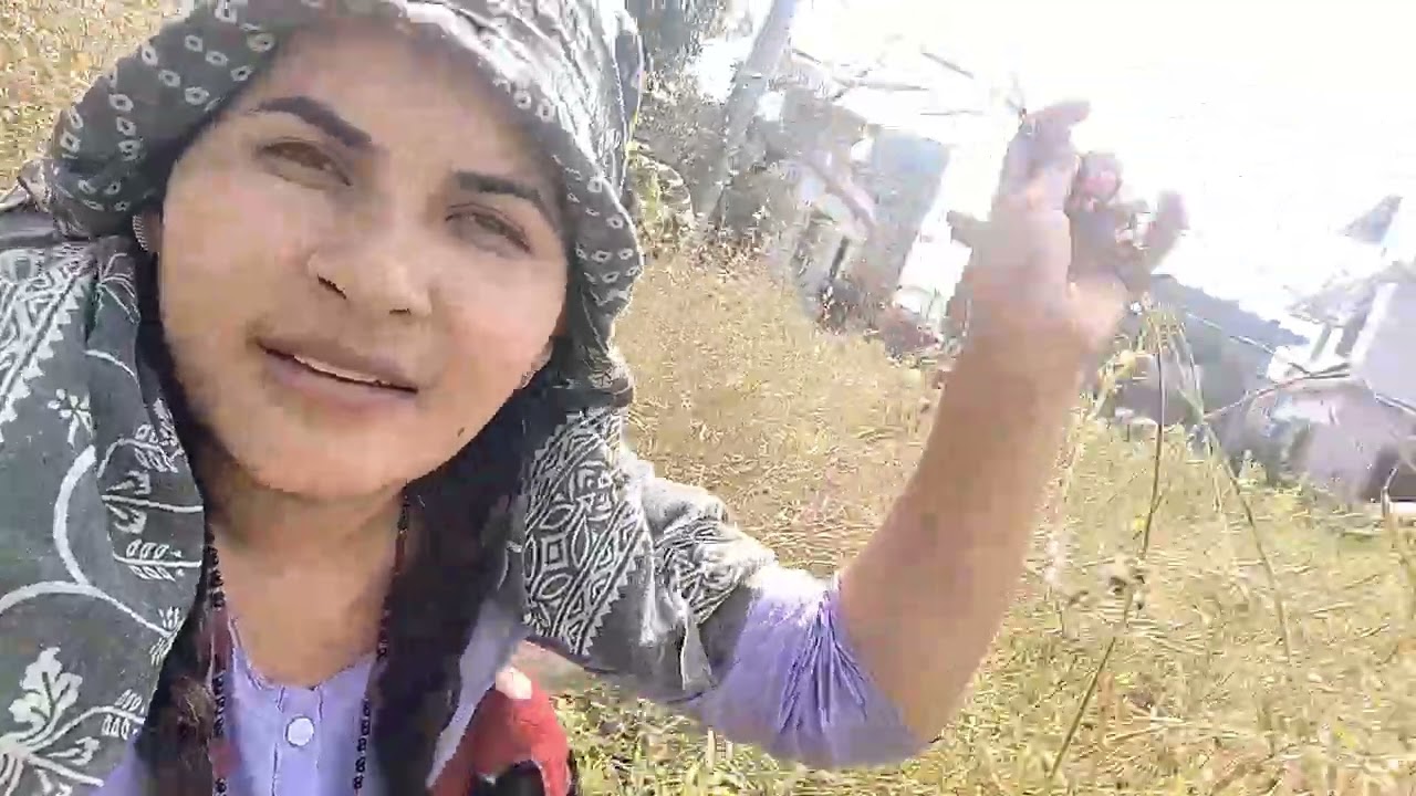 तोरि पाको  काम सुरु भयो हाम्रो 🙏🙏💃💃#foryou #minivlog #lifeisbutadream 
