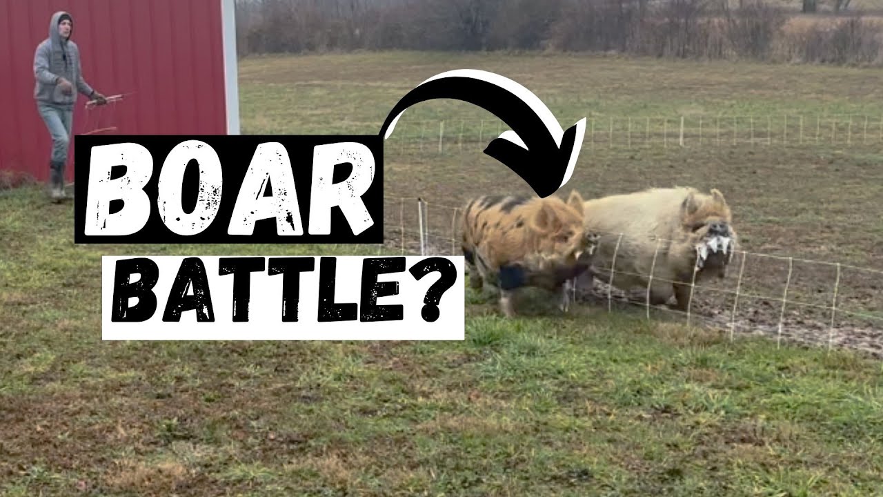 Why Did We Put 2 Boars In the Same Pen?