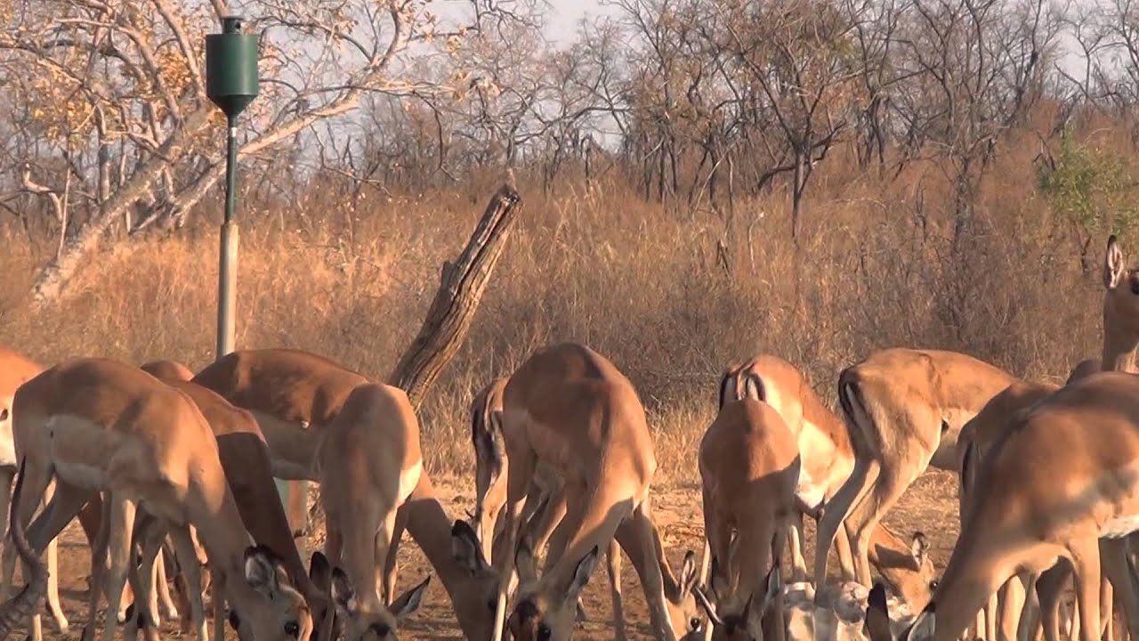 Impala bow hunt in Limpopo S.A