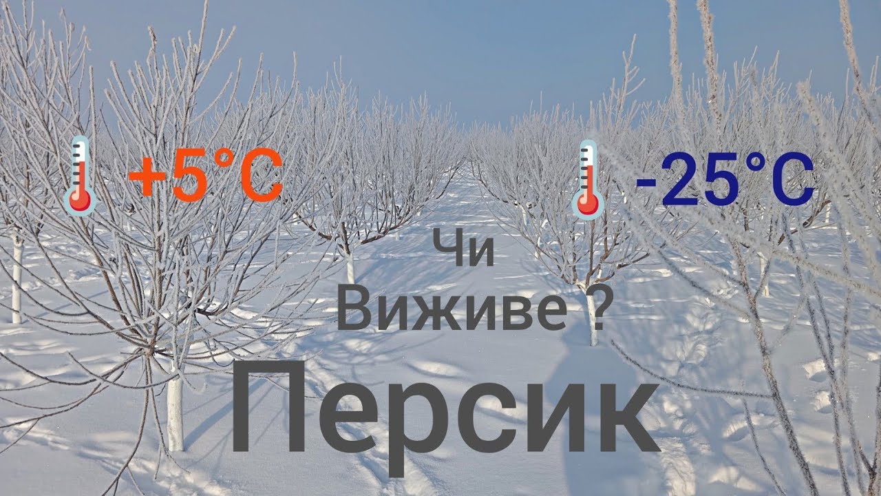 Перепад в🌡️30°C Чи виживе Персик після відлиги ?