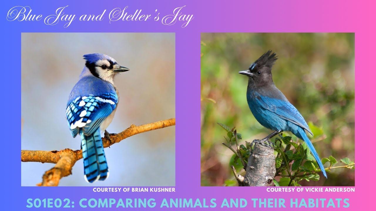 Comparing the Blue Jay and Steller&rsquo;s Jay
