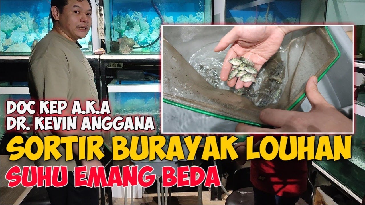 CARA SORTIR BURAYAK LOUHAN ALA DOKTER KEVIN PART 1