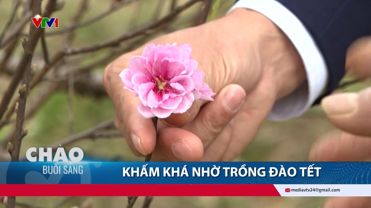 Khấm khá nhờ trồng đào Tết tại Thanh Hóa | VTV24
