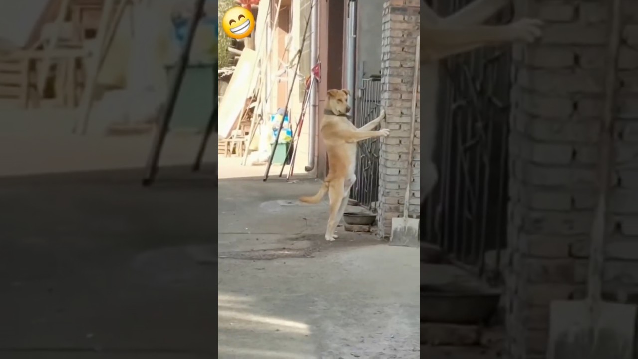 Video lucu bikin ngakak - mau ketawa takut dosa - viral videos