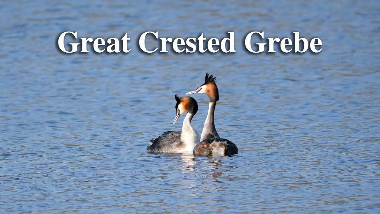 Great crested grebe
