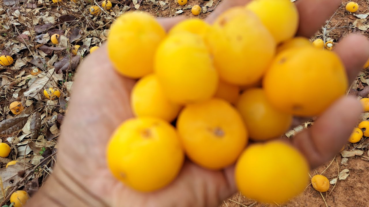 Fruta Cagaita, pra quem não conhece, uma curiosidade a mais, ótima aparência, várias utilidades.