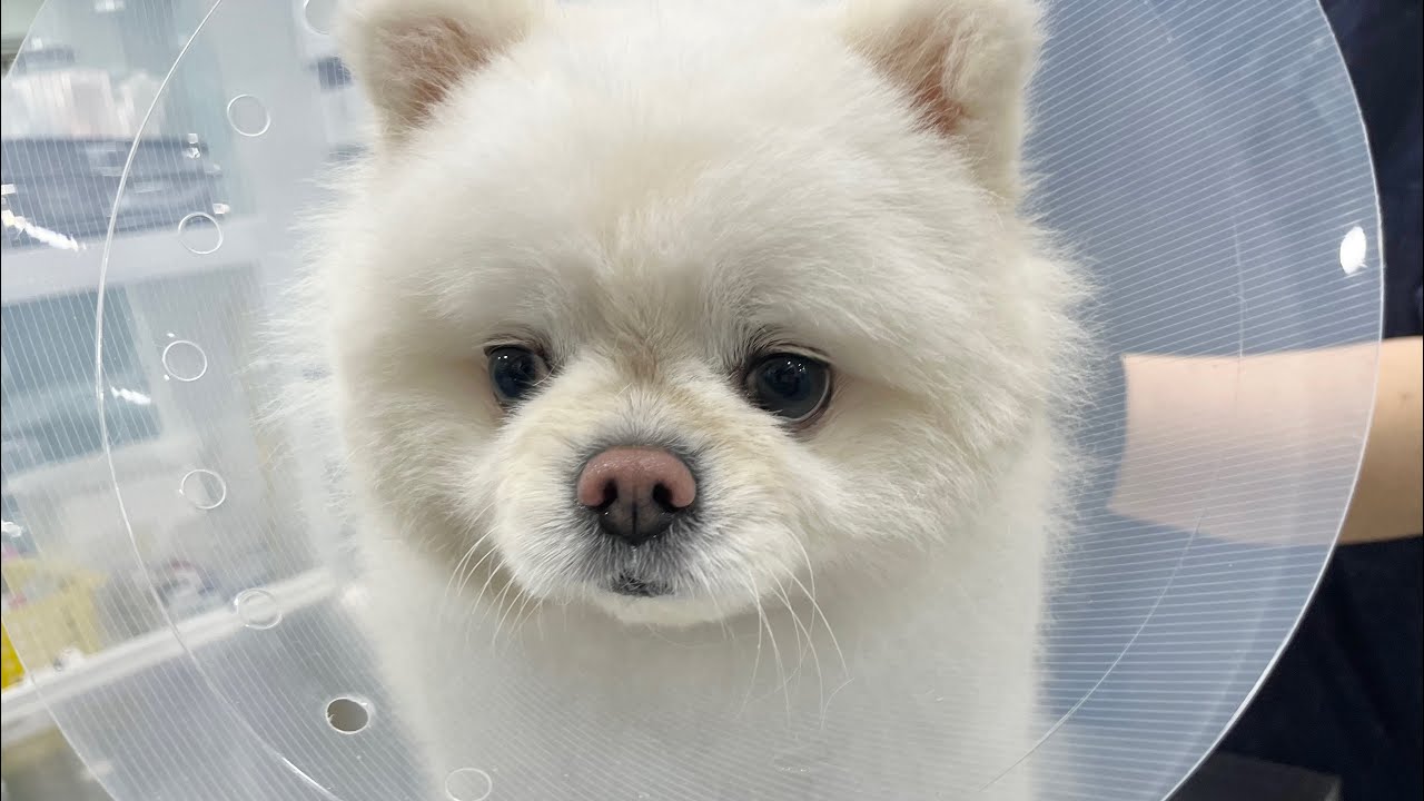 생전 처음 하는 치과 치료에 잔뜩 겁먹은 강아지..ㅠㅠ