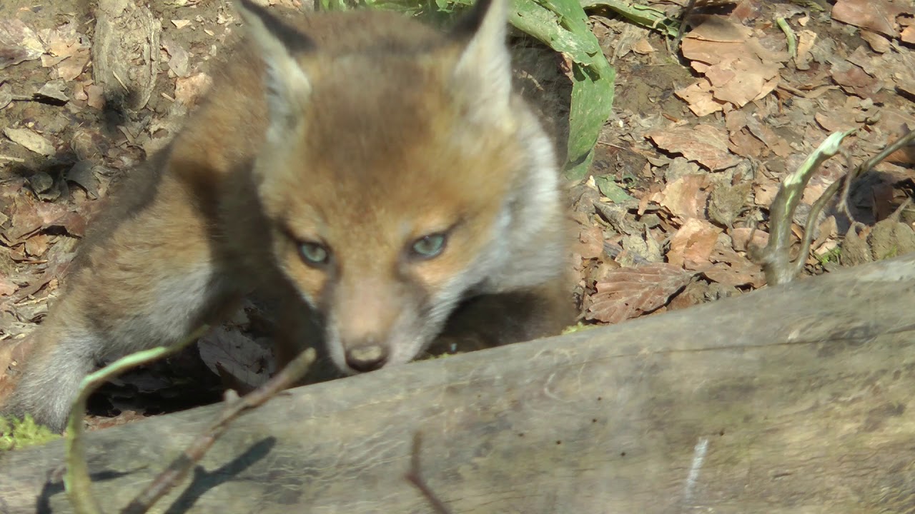Erste Jungfüchse 2019 - First young foxes in 2019