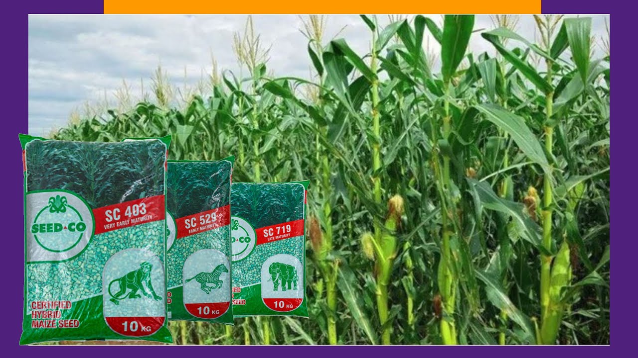 FAHAMU KANUNI 7 BORA ZA KILIMO NA MBEGU INAYOTOA GUNIA 44  KWA HEKARI  1 KUTOKA SEED-CO