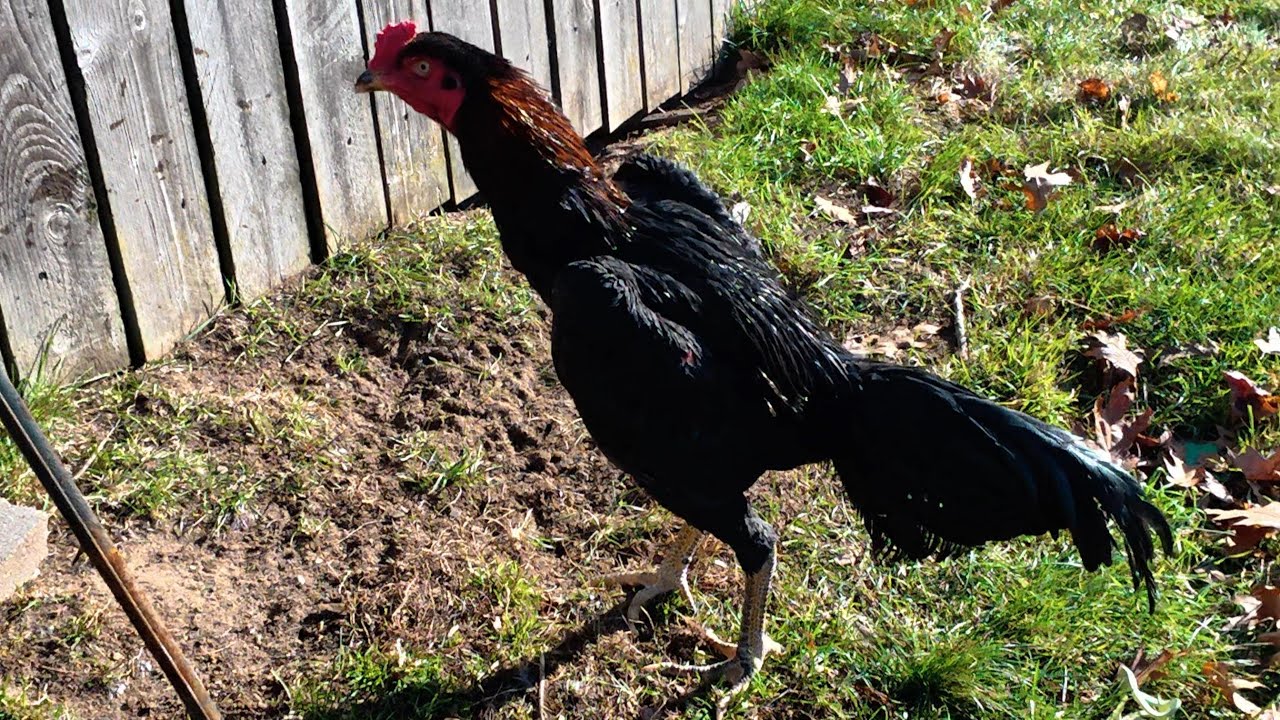 Young Ganoi,Black Bull and Tiger Thai Game Fowl/Qaib Thaib Mos