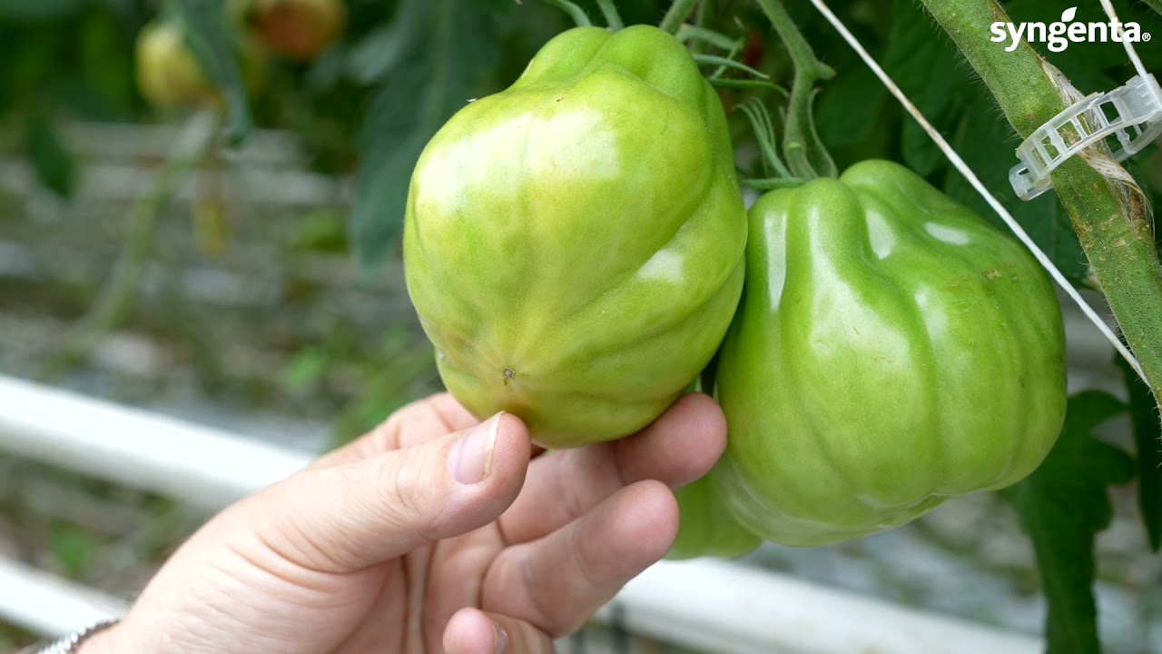 Coeur de Boeuf